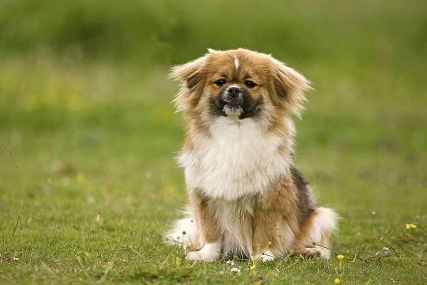 Dog - Tibetan Spaniel