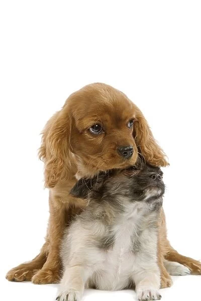 Dog - Tibetan Spaniel & Cavalier King Charles Spaniel - puppies in studio