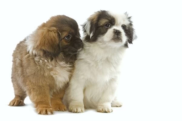 Dog - Tibetan Spaniel - two pupies in studio
