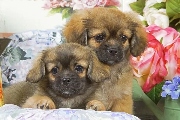 Dog - Tibetan spaniel - two puppies with flowers