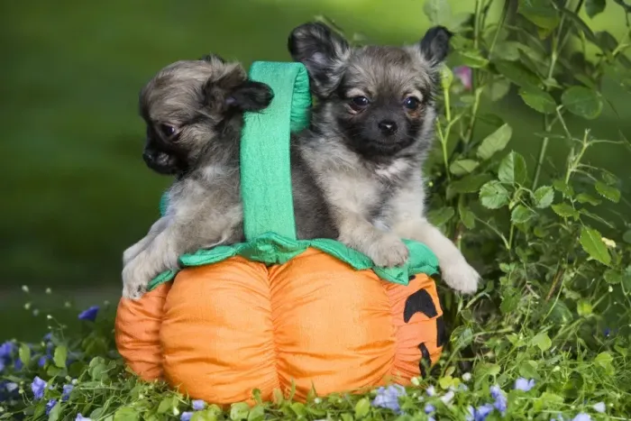 Framed Print : Dog - Tibetan Spaniel puppies in garden in pumpkin / Halloween basket Framed Print : Dog - Tibetan Spaniel puppies in garden in pumpkin / Halloween basket