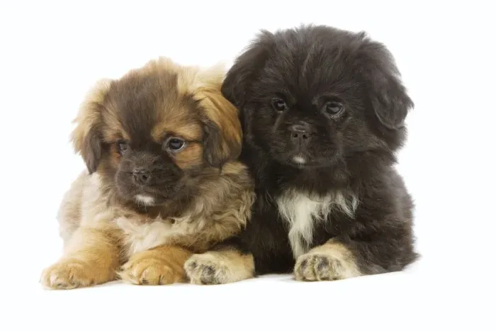 Framed Print : Dog - Tibetan Spaniel - two puppies in studio Framed Print : Dog - Tibetan Spaniel - two puppies in studio