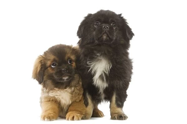 Dog - Tibetan Spaniel - two puppies in studio