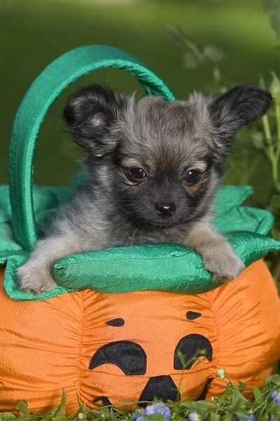 Dog - Tibetan Spaniel puppy in garden in pumpkin  /  Halloween basket