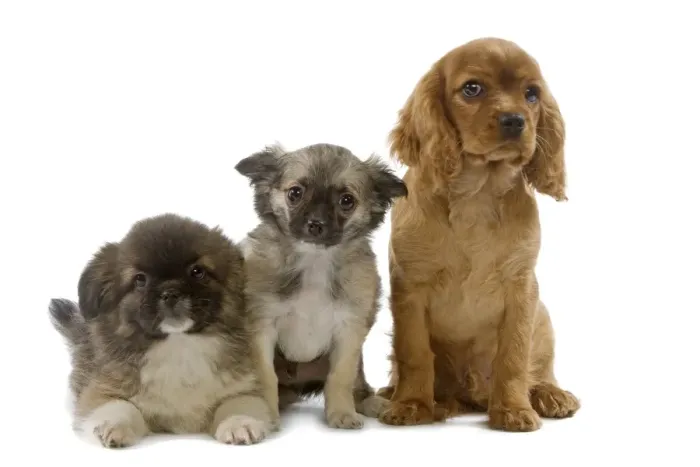 Framed Print : Dog - Tibetan Spaniels & Cavalier King Charles Spaniel - puppies in studio Framed Print : Dog - Tibetan Spaniels & Cavalier King Charles Spaniel - puppies in studio