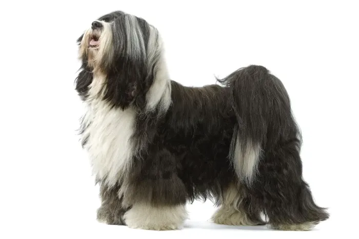 Framed Print : Dog - Tibetan Terrier Framed Print : Dog - Tibetan Terrier
