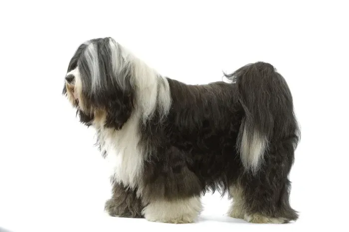Framed Print : Dog - Tibetan Terrier Framed Print : Dog - Tibetan Terrier
