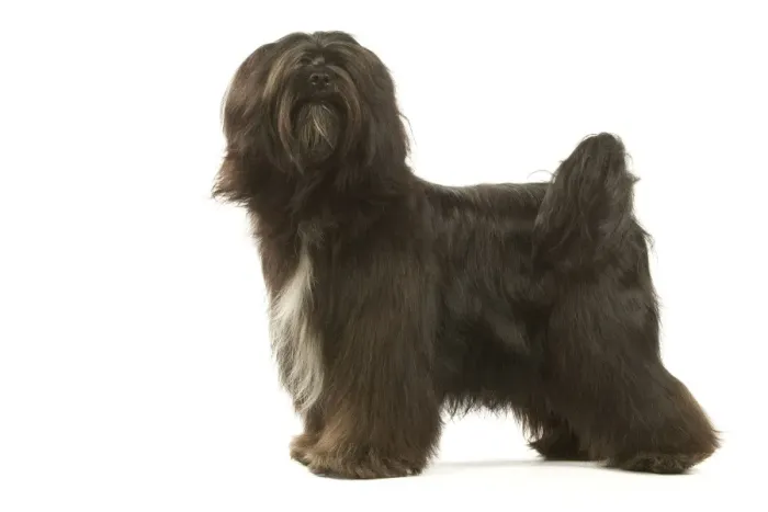 Framed Print : Dog - Tibetan Terrier
