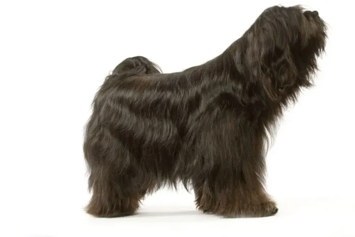 Framed Print : Dog - Tibetan Terrier
