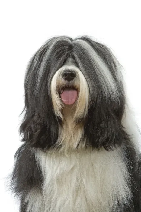 Framed Print : Dog - Tibetan Terrier Framed Print : Dog - Tibetan Terrier