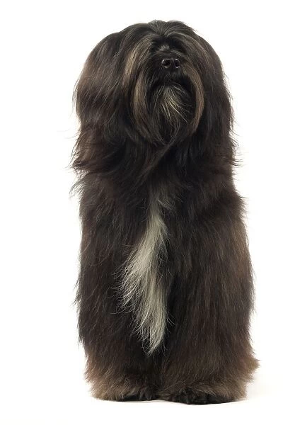 Dog - Tibetan Terrier