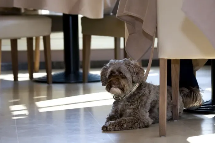 Framed Print : Dog - Tibetan Terrier lying under the table in restaurant Framed Print : Dog - Tibetan Terrier lying under the table in restaurant