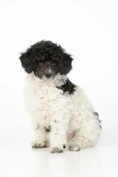 Parti Poodle Poodles Online Standard Poodle Puppies Toy Parti