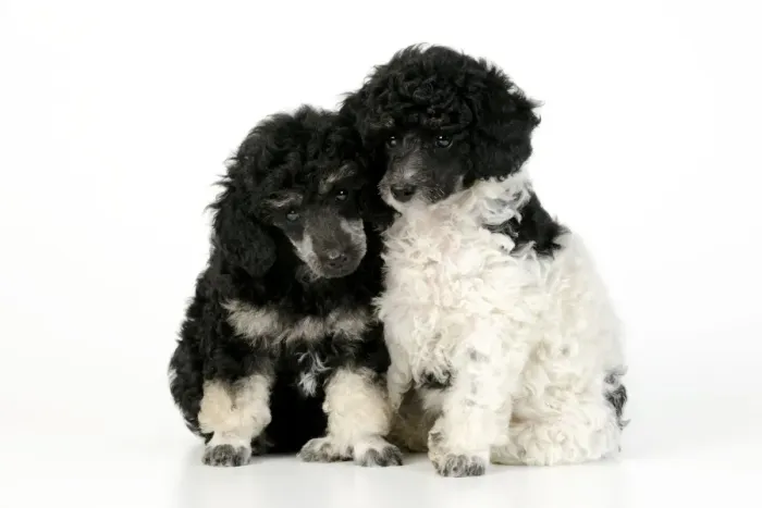 Framed Print : Dog. Toy poodles (party and phantom colour, 9 weeks old) Framed Print : Dog. Toy poodles (party and phantom colour, 9 weeks old)