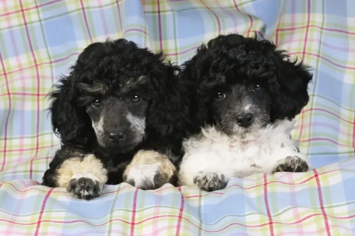 Framed Print : Dog. Toy poodles (party and phantom colour, 9 weeks old)