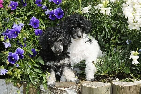 Dog. Toy poodles (party and phantom colour, 9 weeks old) in flowers