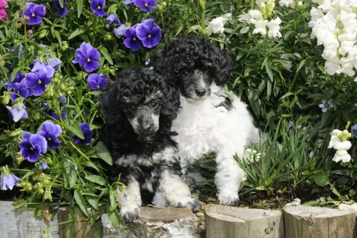 Framed Print : Dog. Toy poodles (party and phantom colour, 9 weeks old) in flowers Framed Print : Dog. Toy poodles (party and phantom colour, 9 weeks old) in flowers