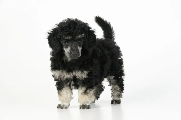 Framed Print : Dog. Toy poodles (phantom colour, 9 weeks old) Framed Print : Dog. Toy poodles (phantom colour, 9 weeks old)