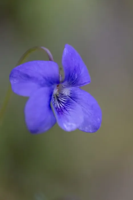 Framed Print : Dog Violet - Spring - UK Framed Print : Dog Violet - Spring - UK