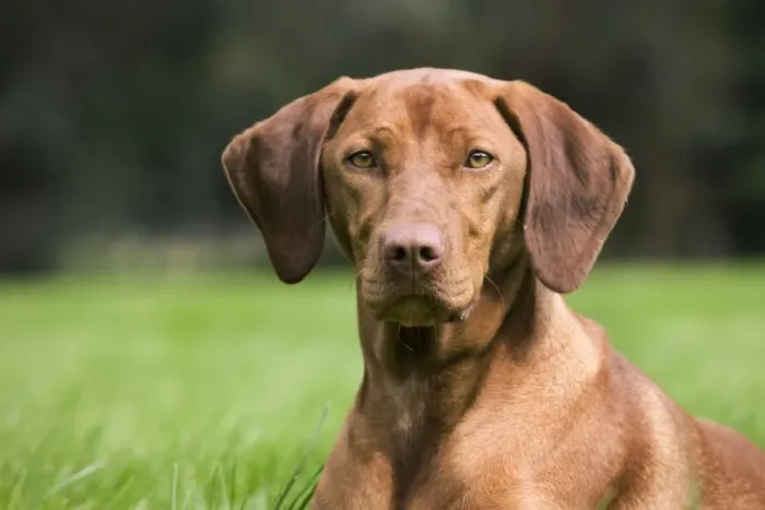 Framed Print : Dog - Vizsla Hunting Dog Framed Print : Dog - Vizsla Hunting Dog