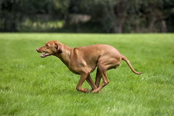 Dog - Vizsla Hunting Dog running