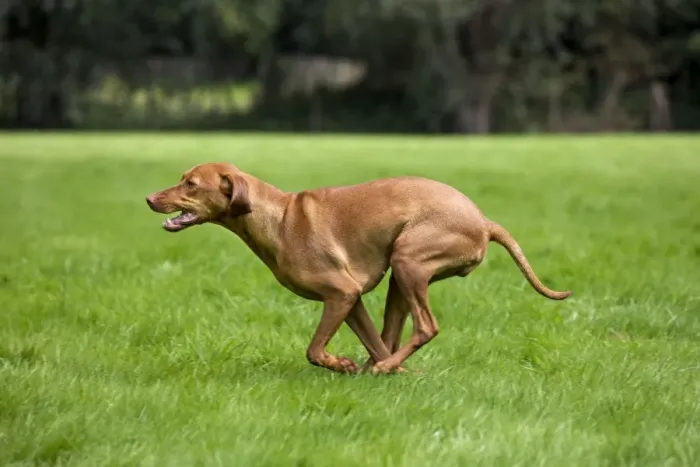 Framed Print : Dog - Vizsla Hunting Dog running Framed Print : Dog - Vizsla Hunting Dog running