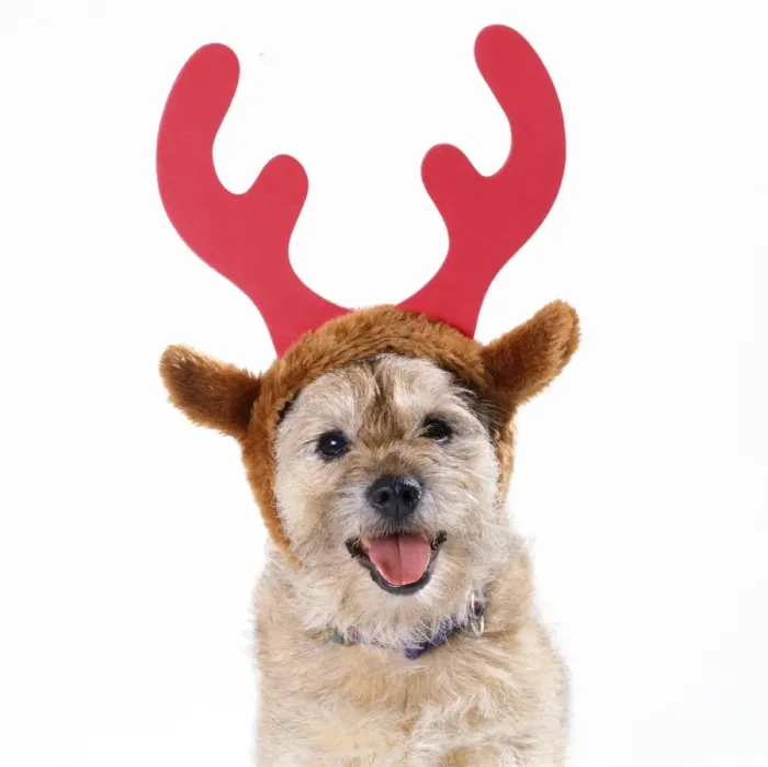 Framed Print : Dog - wearing antlers