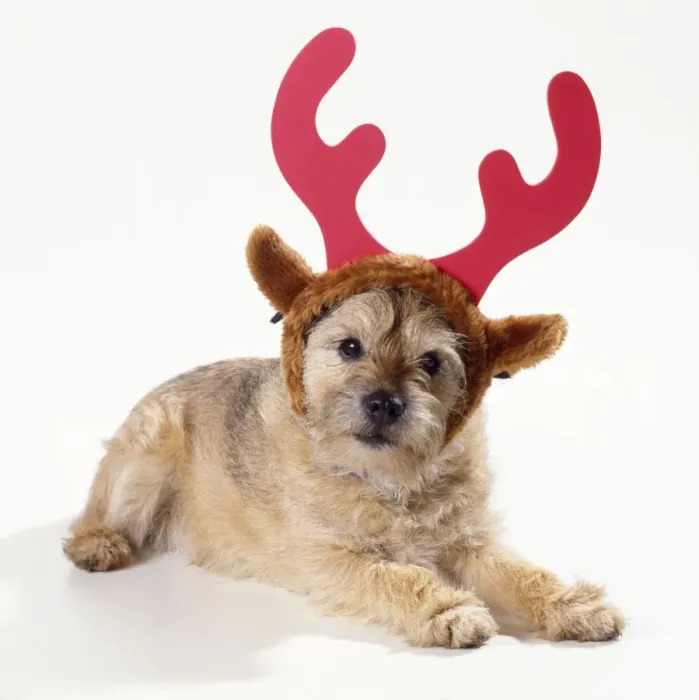 Framed Print : Dog - wearing Christmas antlers Framed Print : Dog - wearing Christmas antlers