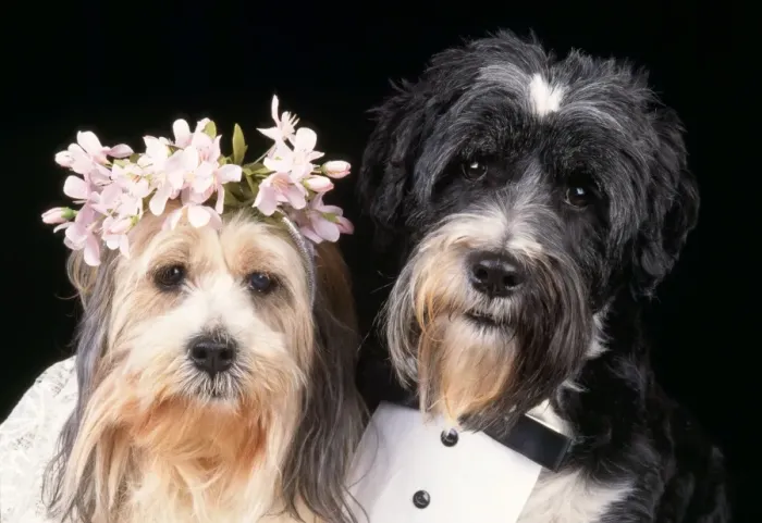 Framed Print : Dog - wedding Framed Print : Dog - wedding