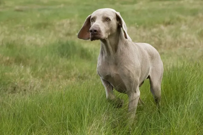 Framed Print : Dog - Weimaraner Framed Print : Dog - Weimaraner