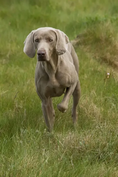 Framed Print : Dog - Weimaraner Framed Print : Dog - Weimaraner