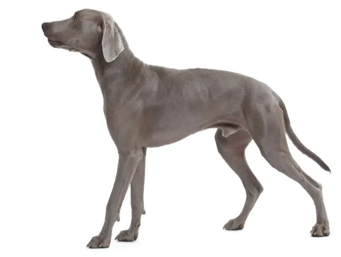 Framed Print : Dog - Weimaraner Framed Print : Dog - Weimaraner
