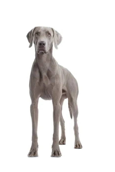 Framed Print : Dog - Weimaraner Framed Print : Dog - Weimaraner