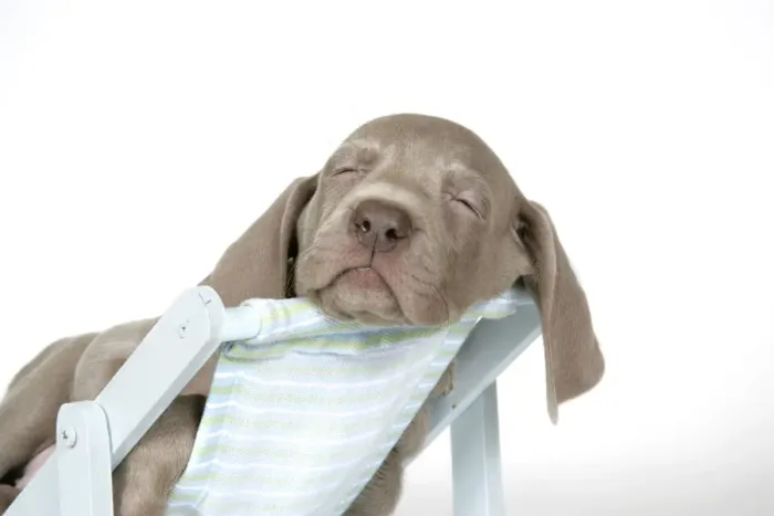 Framed Print : DOG. Weimaraner laying in deck chair Framed Print : DOG. Weimaraner laying in deck chair