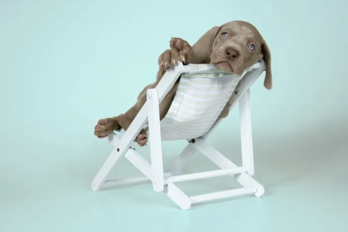 Framed Print : DOG. Weimaraner laying in deck chair Framed Print : DOG. Weimaraner laying in deck chair