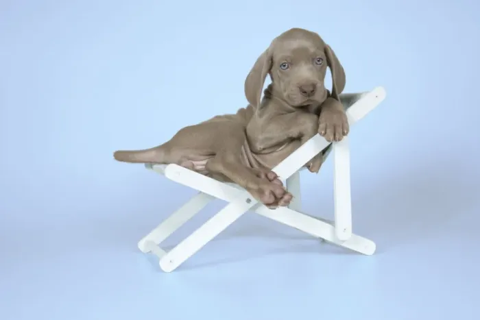 Framed Print : DOG. Weimaraner laying in deck chair Framed Print : DOG. Weimaraner laying in deck chair
