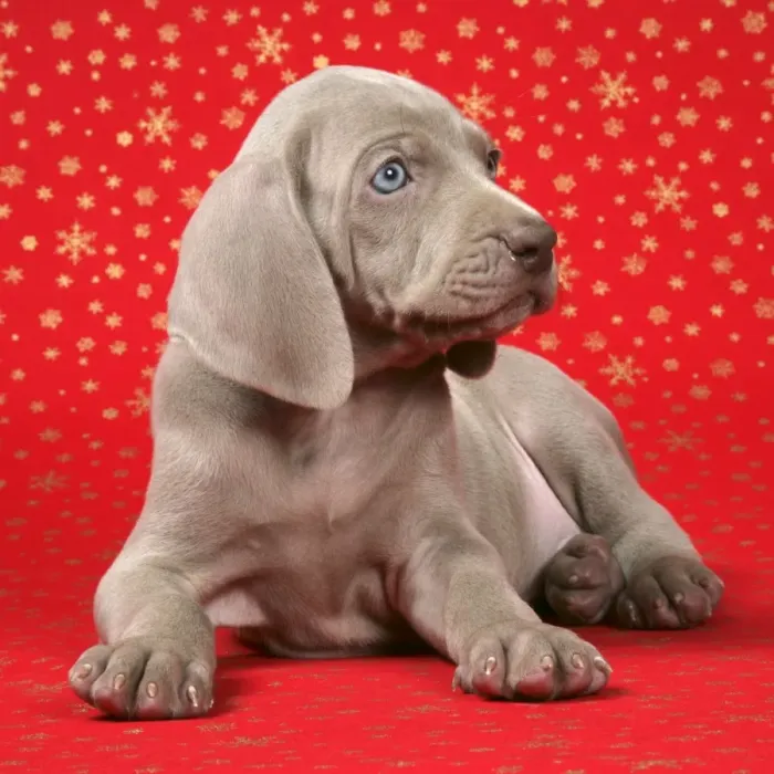 Framed Print : DOG. Weimaraner laying infront of Christmas background Framed Print : DOG. Weimaraner laying infront of Christmas background
