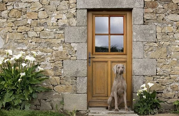 Dog - Weimaraner sitting outside house