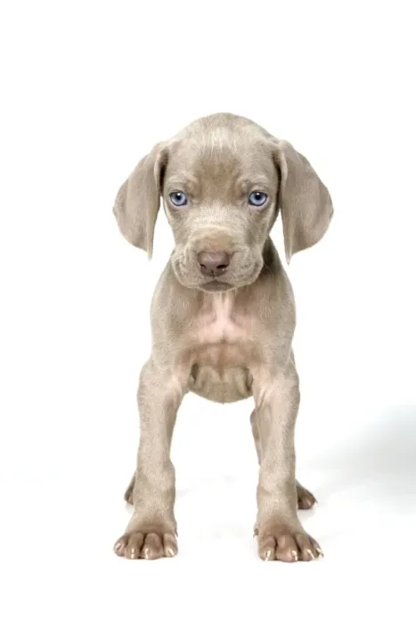 Framed Print : DOG. Weimaraner standing up Framed Print : DOG. Weimaraner standing up