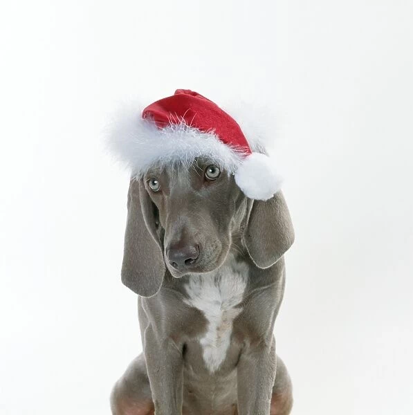 Dog Weimaraner wearing Christmas hat