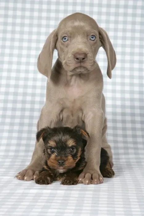 Framed Print : DOG. Weimaraner and Yorkshire terrier on blanket Framed Print : DOG. Weimaraner and Yorkshire terrier on blanket