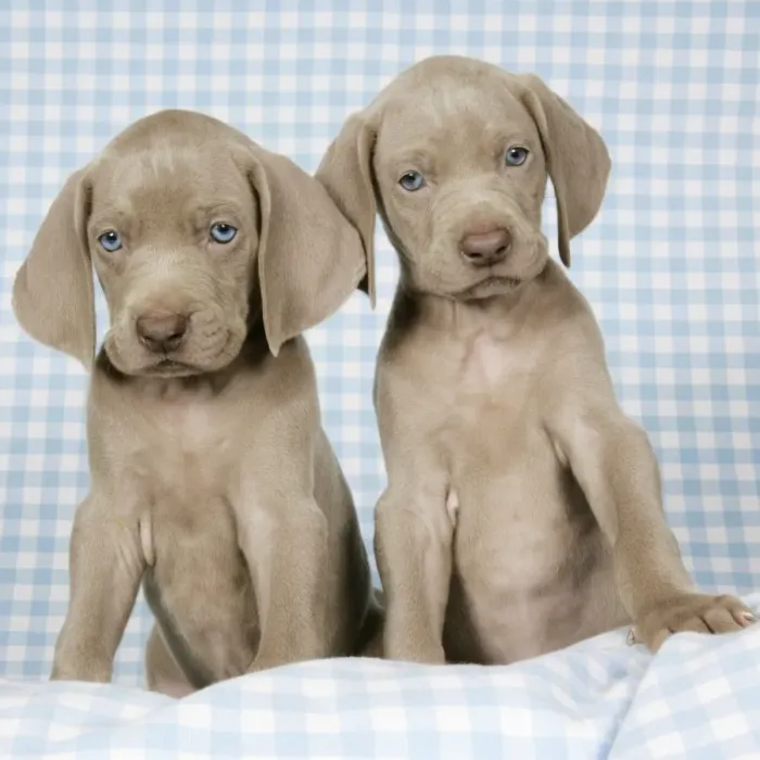 Framed Print : DOG. Two weimaraners on blanket Framed Print : DOG. Two weimaraners on blanket