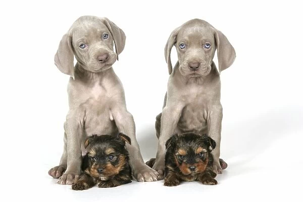 DOG. Two weimaraners sitting on top of Yorkshire terriers