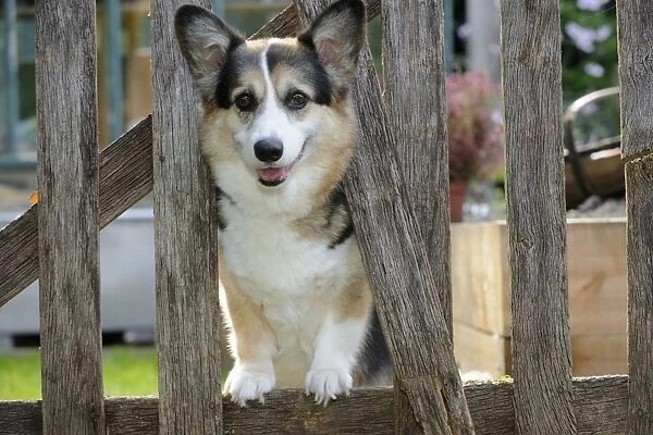 DOG. Welsh corgie looking through garden fence