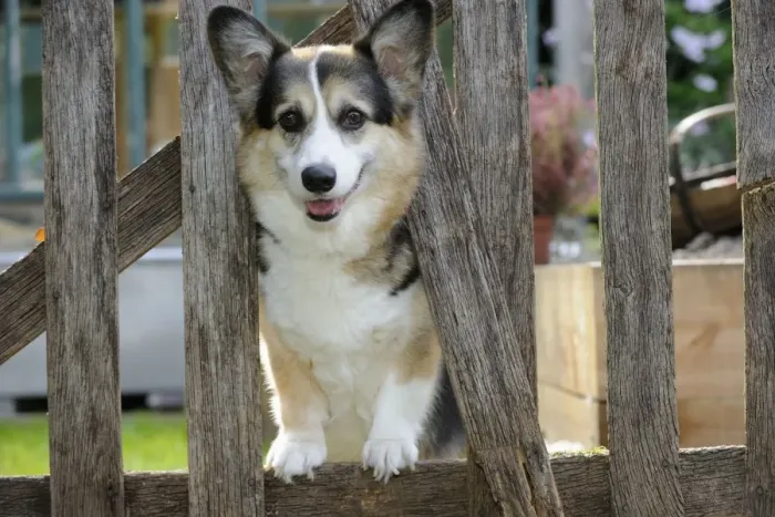 Framed Print : DOG. Welsh corgie looking through garden fence Framed Print : DOG. Welsh corgie looking through garden fence