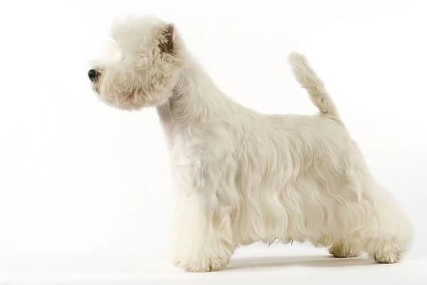 Dog - West Highland Terrier