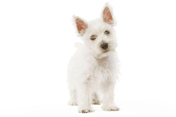 Dog - West Highland Terrier - puppy in studio
