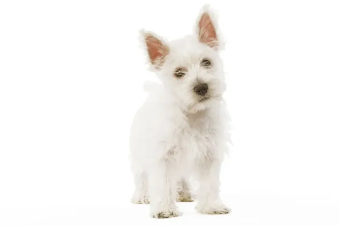 Framed Print : Dog - West Highland Terrier - puppy in studio Framed Print : Dog - West Highland Terrier - puppy in studio