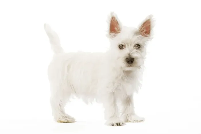 Framed Print : Dog - West Highland Terrier - puppy in studio Framed Print : Dog - West Highland Terrier - puppy in studio