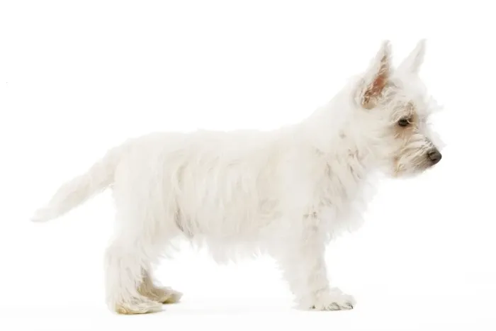 Framed Print : Dog - West Highland Terrier - puppy in studio Framed Print : Dog - West Highland Terrier - puppy in studio